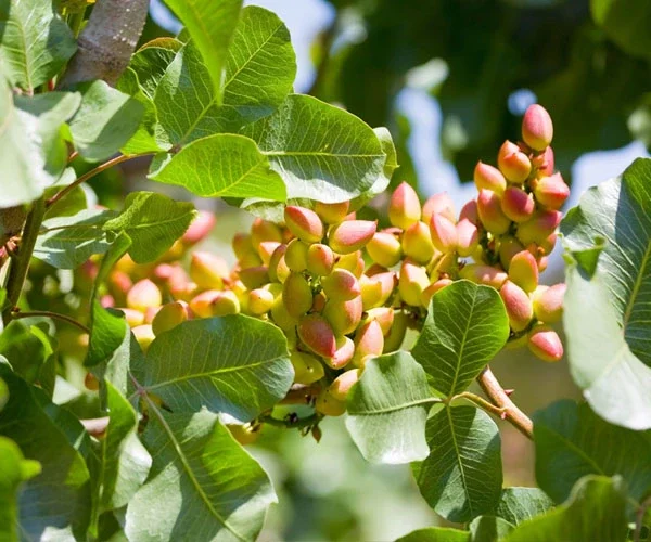 Pistacheiros certificados